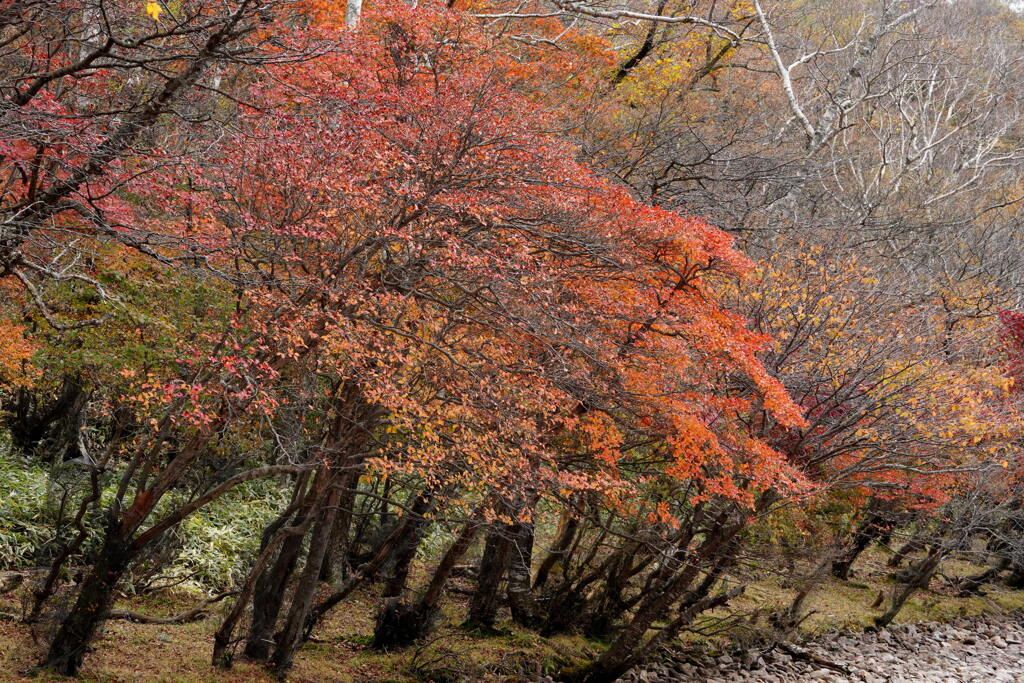 紅葉染まる湖畔道