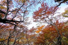 紅葉を仰いで
