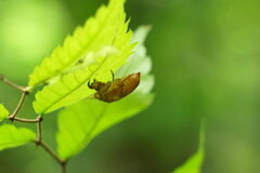 夏への抜け殻