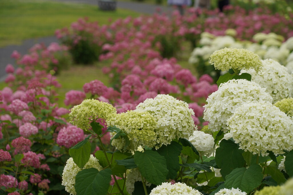 梅雨の花見