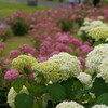 梅雨の花見