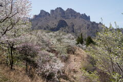 八重桜咲く妙義山-2