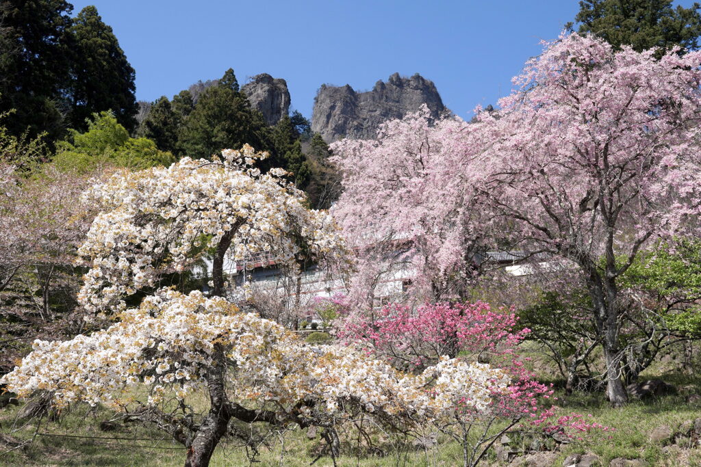 八重桜咲く妙義