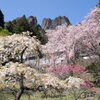 八重桜咲く妙義