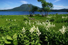 コバイケイソウと燧ケ岳