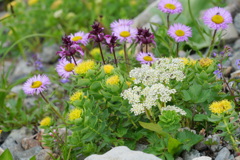 高山植物の花束