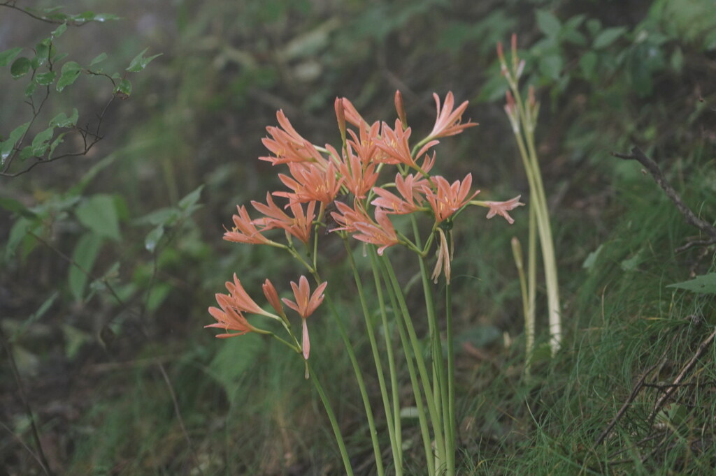 登山道に咲く