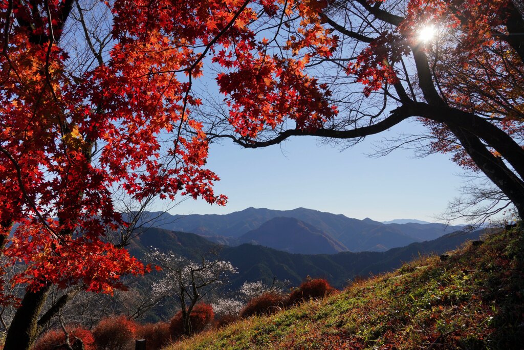 紅葉の桜山