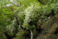白と緑の森