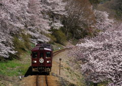 桜並木の鉄道列車