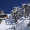 八ヶ岳ブルーと樹氷の森