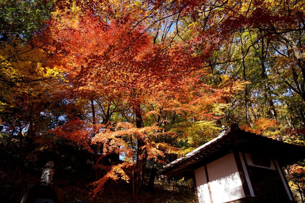崇禅寺のモミジ　２