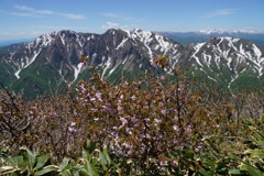 ミネザクラ咲く谷川連峰
