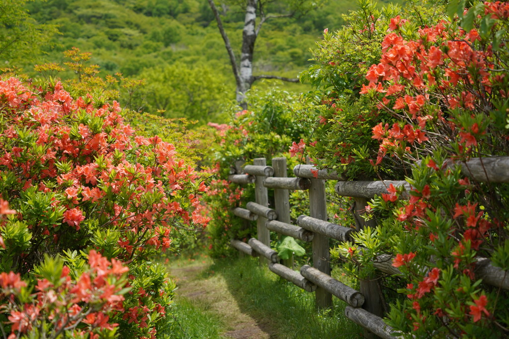 鮮やかな散歩道