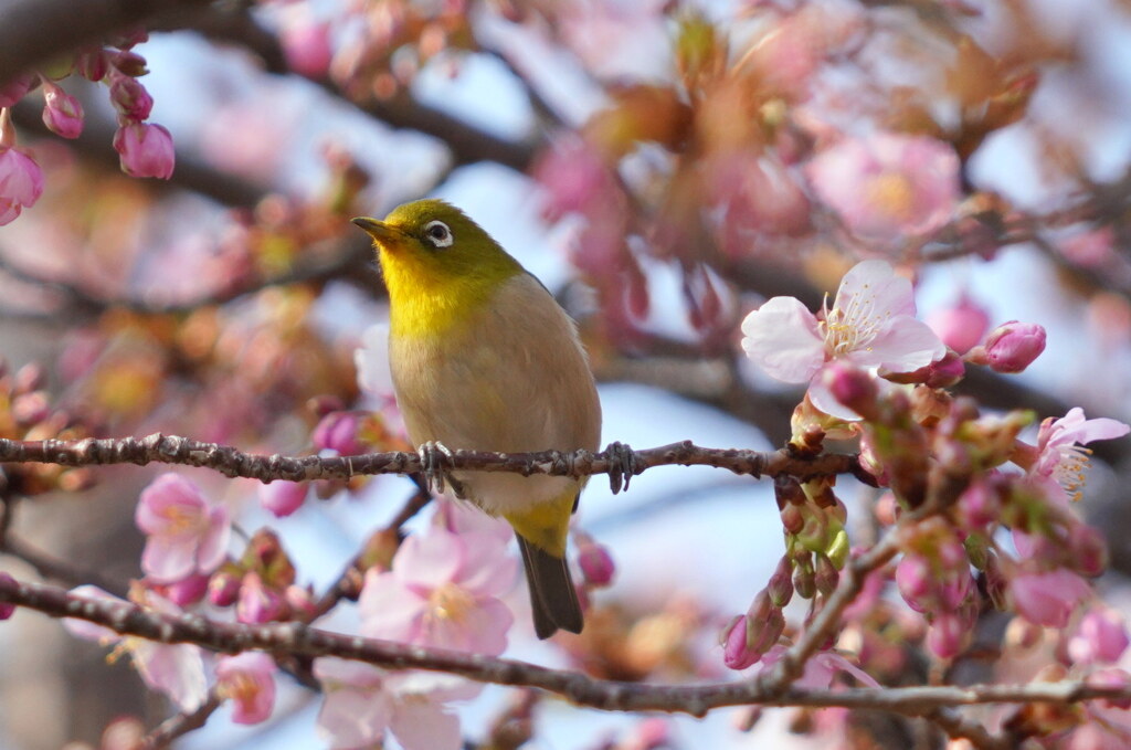 春の香り