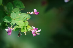 ハギの花