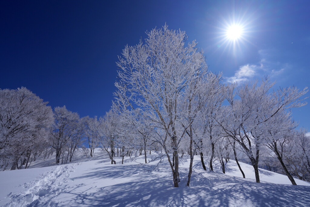 ３月の霧氷