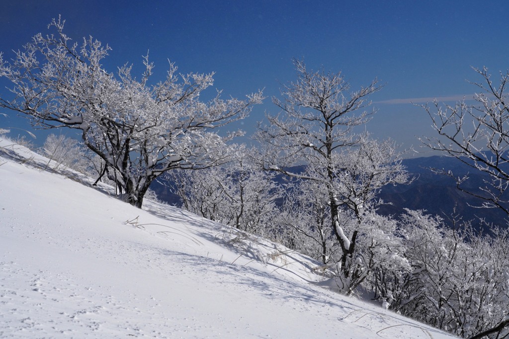 夢見る霧氷