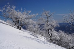 夢見る霧氷