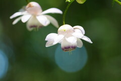 妖精の森