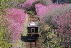 花桃列車