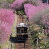花桃列車