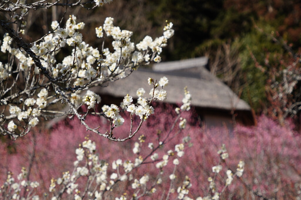 紅白梅に魅せられて