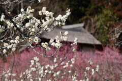 紅白梅に魅せられて