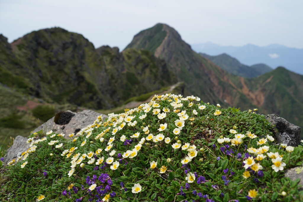 チョウノスケソウ咲く横岳の峰