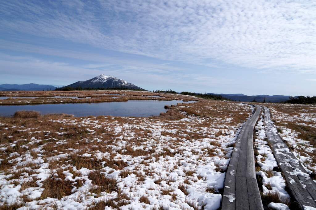 雪化粧のアヤメ平