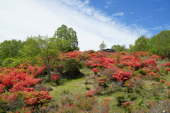 ツツジ染まる見晴山