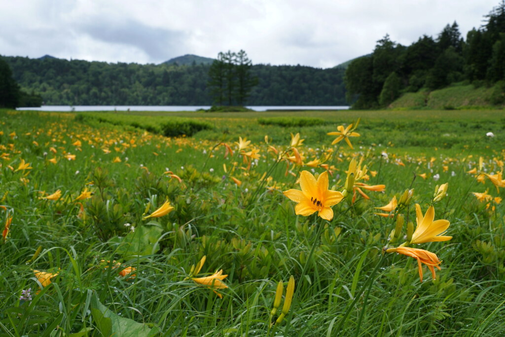 ニッコウキスゲ咲く大江湿原