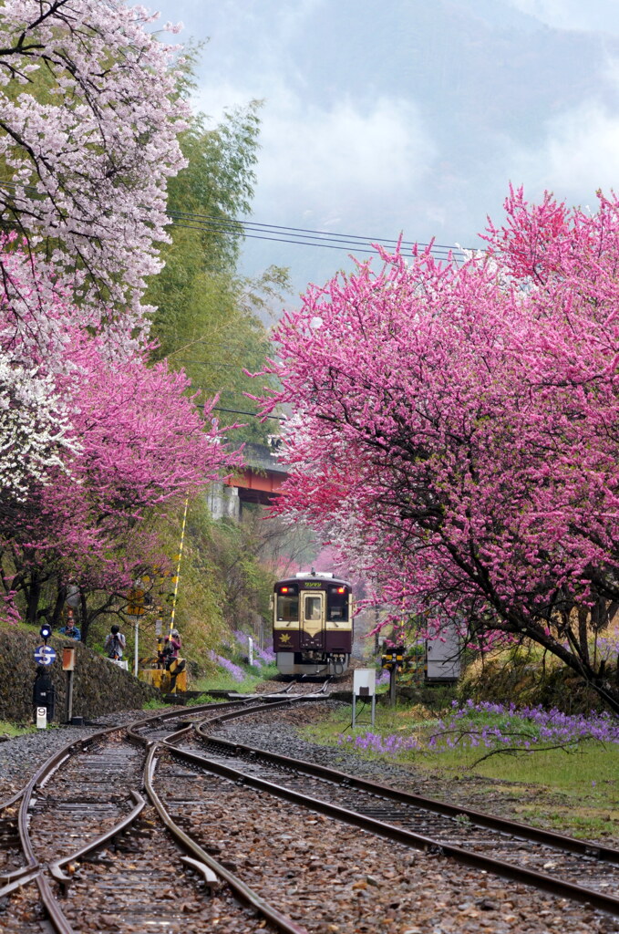 花のトンネルへ