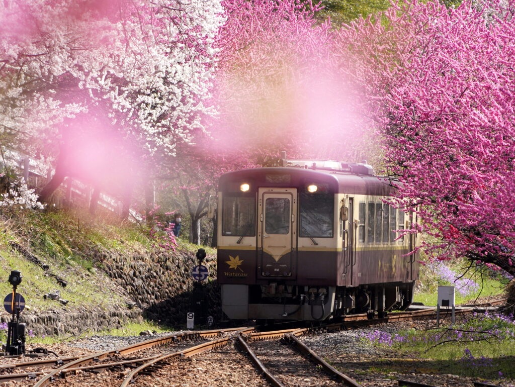 花桃列車