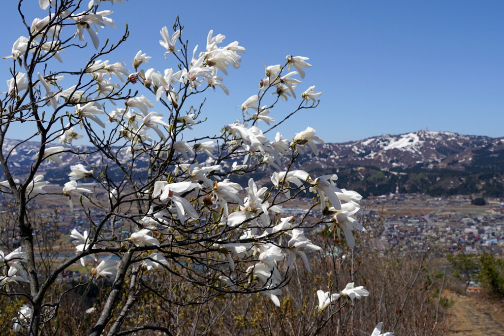 タムシバ咲く上越の春