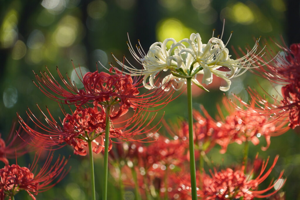 西日の曼珠沙華