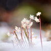 綿雪のセリバオウレン