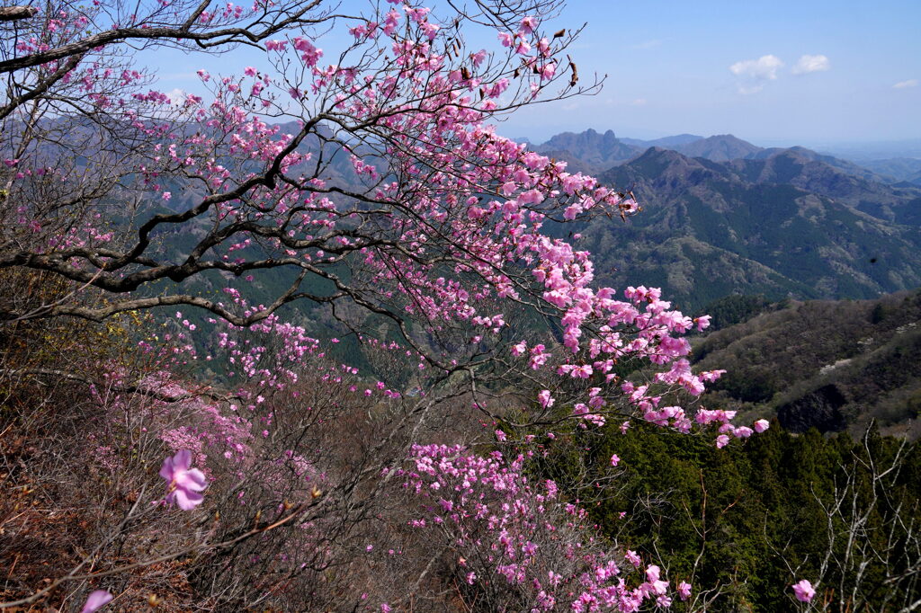 アカヤシオ咲く三ツ岩岳