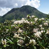 シャクナゲ咲く日光白根山
