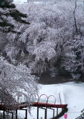 雪桜の公園で