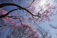 天を舞うアカギツツジ