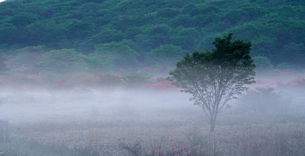 漂う朝霧