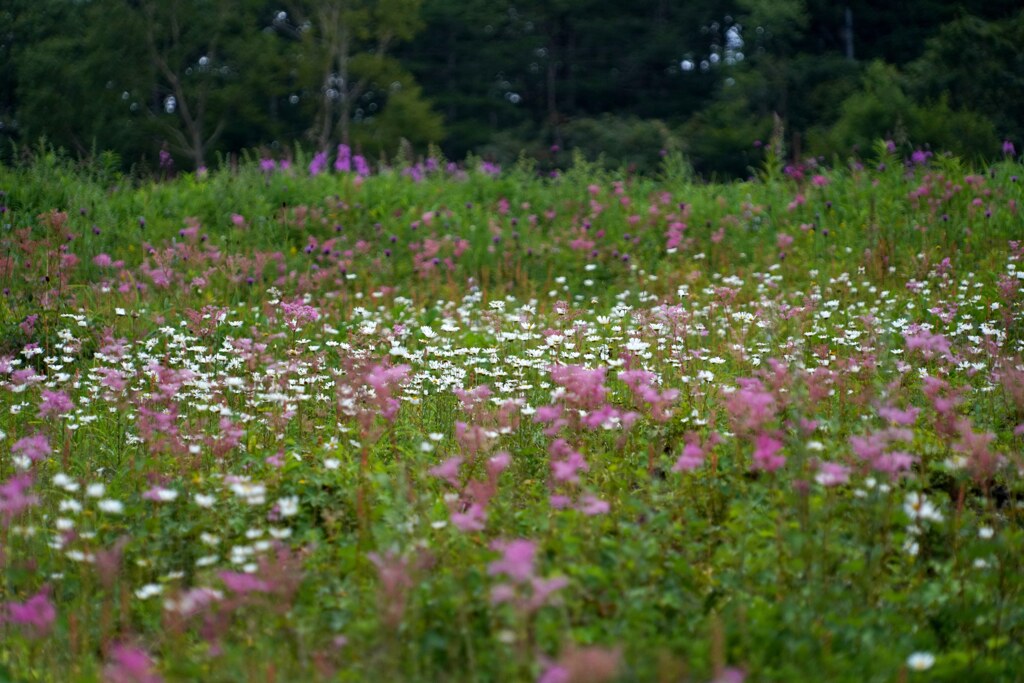 秘密の花園