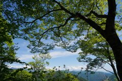 新緑の森