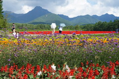 高原の花園