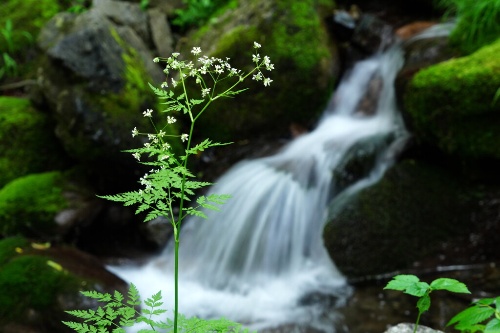早朝の水音