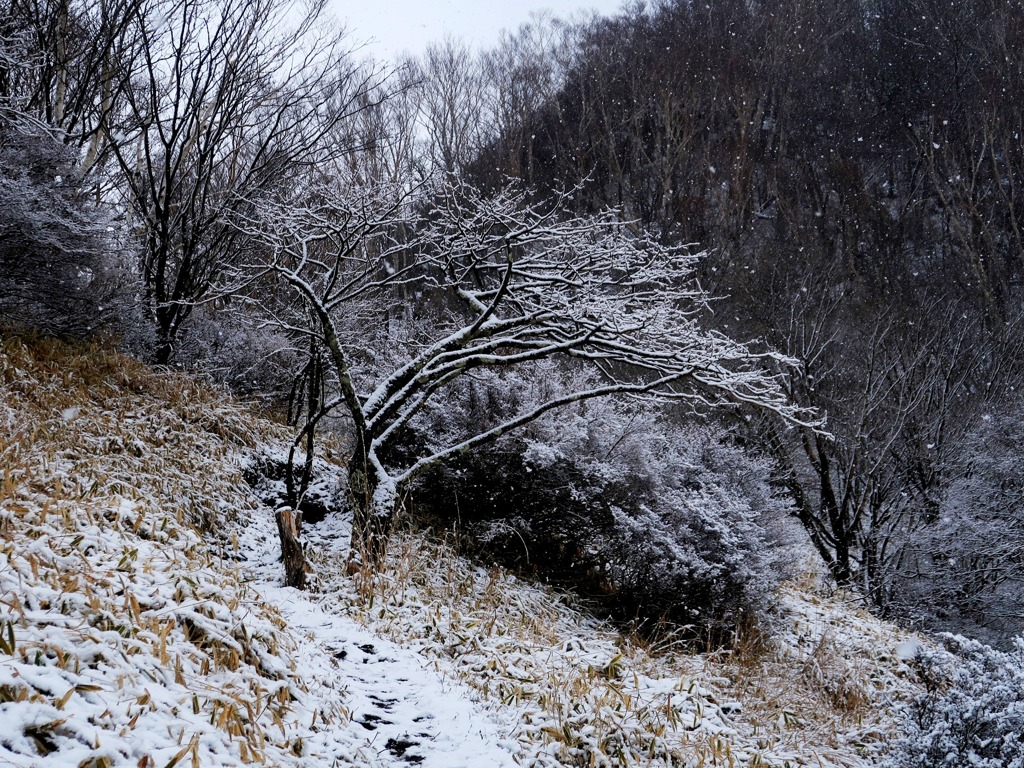 のごり雪　２