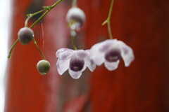 赤い鳥居のレンゲショウマ