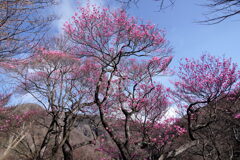 アカギツツジ咲く頃