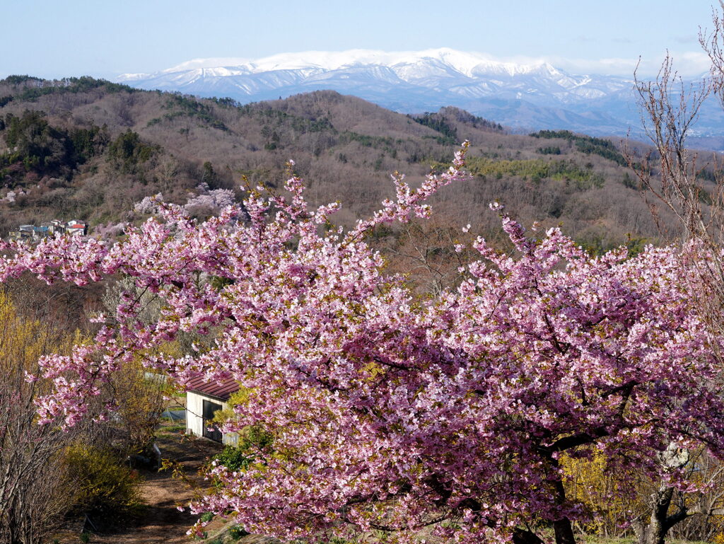 桜と残雪の安達太良山